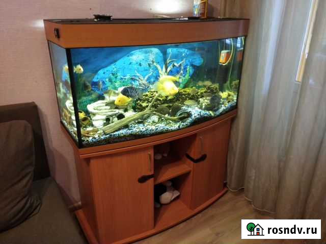 Запущенный аквариум с тумбой и с рыбами Щёлково - изображение 1