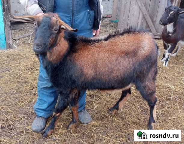Чехонубийский козел Мучкапский - изображение 1