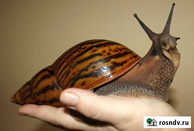 Улитка Ахатина Медвежьегорск - изображение 1