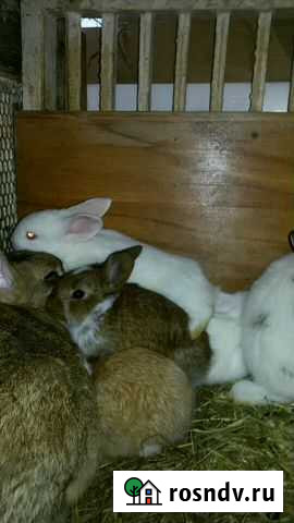 Продаю крольчат от 1.5 мес Коммунар - изображение 1