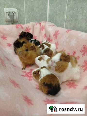 Морские свинята малыши Люберцы - изображение 1