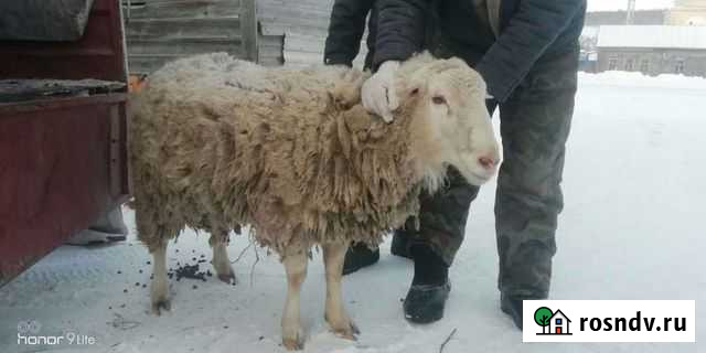 Баран Шигоны - изображение 1