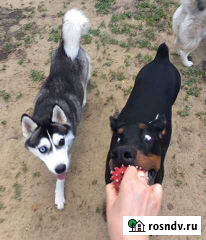 Выгул собак и дневная передержка, зооняня, догсит Тюмень - изображение 1