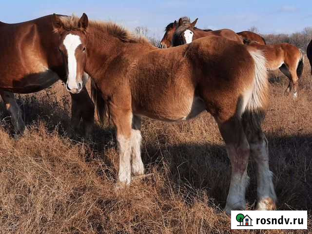 Жеребчик Барнаул - изображение 1