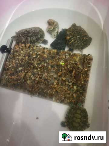 Красноухая черепаха Усолье-Сибирское - изображение 1