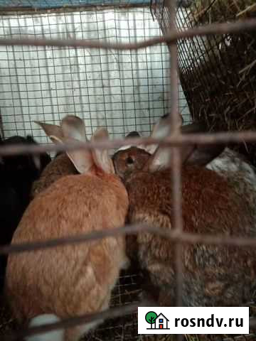 Кролики Хохол - изображение 1