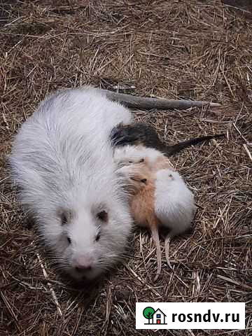 Продам нутрий Екатеринбург - изображение 1