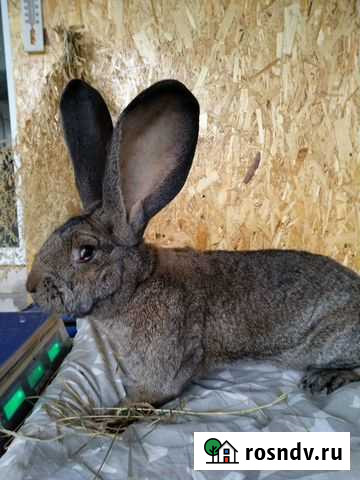 Ризен,французский баран, серебристая, калифорния Обнинск - изображение 1