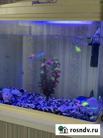 Аквариум с рыбами Барнаул - изображение 1