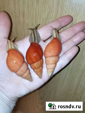 Улитки лимки, фулики, ретики, эксы, мегасы Мурманск - изображение 1