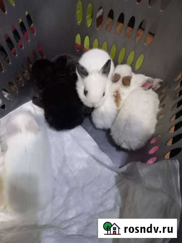 Карликовый кролик Нижний Новгород - изображение 1