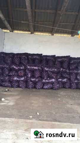 Лук Ленинкент - изображение 1