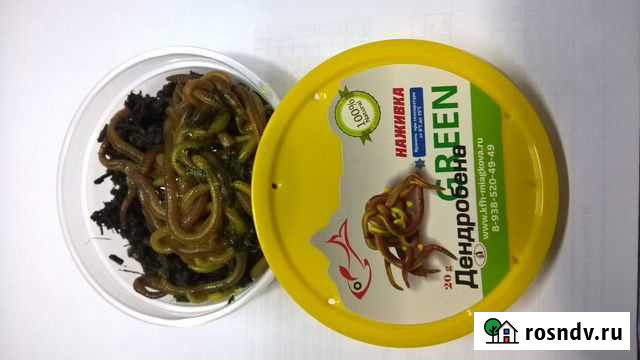 Черви опарыш мотыль оптом. Достака до магазина Лабинск - изображение 1