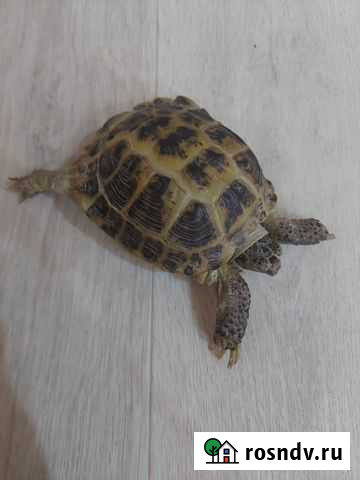 Средне-азиатская черепаха (мальчик ) Пыть-Ях - изображение 1