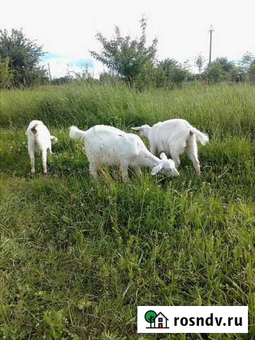 Молодые козочки Ярославская - изображение 1