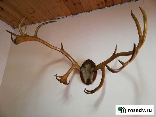 Оленьи рога Светлый - изображение 1