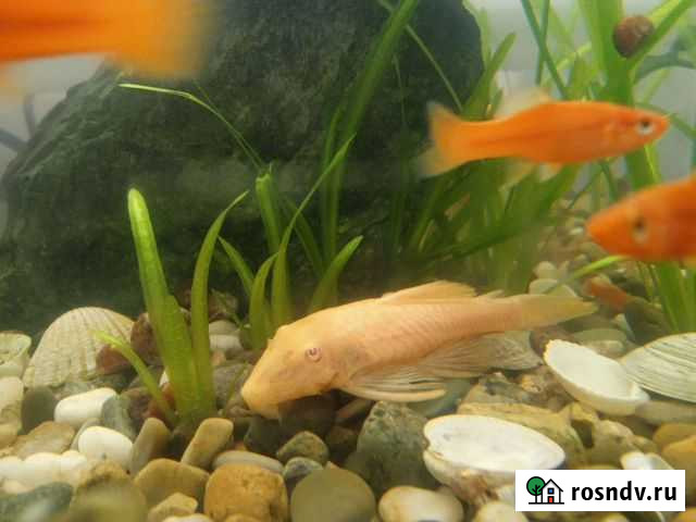 Сомики анциструсы Змеиногорск - изображение 1