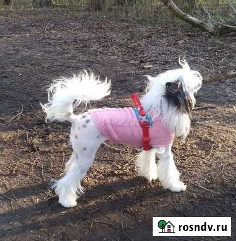 Жилет для собаки средних пород Рыбинск - изображение 1