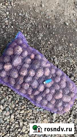 Картофель оптом Старовеличковская - изображение 1