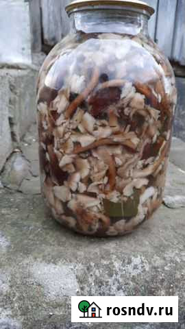 Грибы Сочи - изображение 1