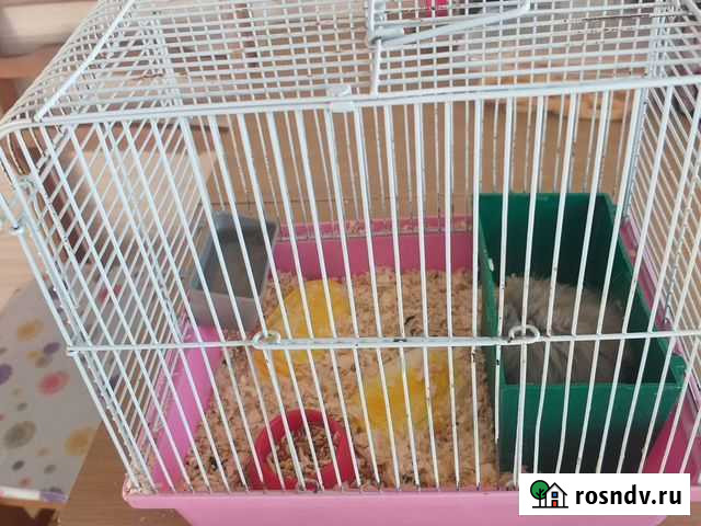 Сирийский хомяк с клеткой Иркутск - изображение 1