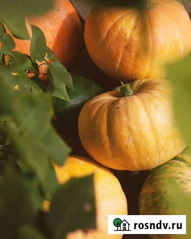 Тыква Иловля - изображение 1