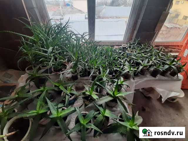 Цветы Черкесск - изображение 1