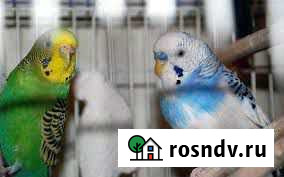 Зоотовары Стерлитамак - изображение 1