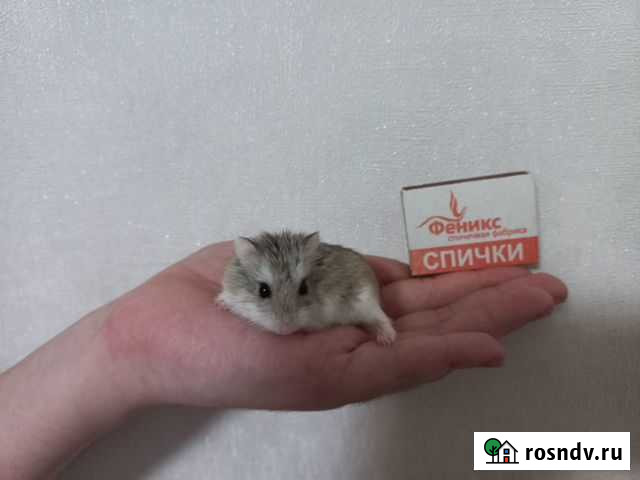 Девочка роборовского Саранск - изображение 1