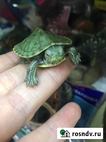 Красноухая черепаха Иркутск - изображение 1