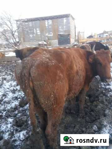 Коровы и тёлки на мясо Черкесск - изображение 1