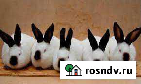 Кролики колифорнийской породы Боготол - изображение 1