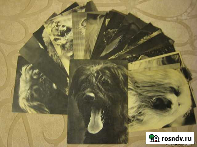 Открытки с собаками Москва - изображение 1