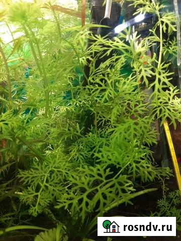 Аквариумные растения Нижний Новгород - изображение 1