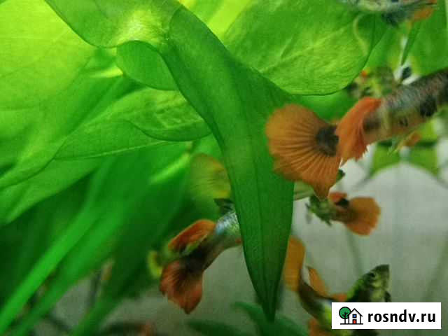 Гуппи чистокровные Йошкар-Ола - изображение 1