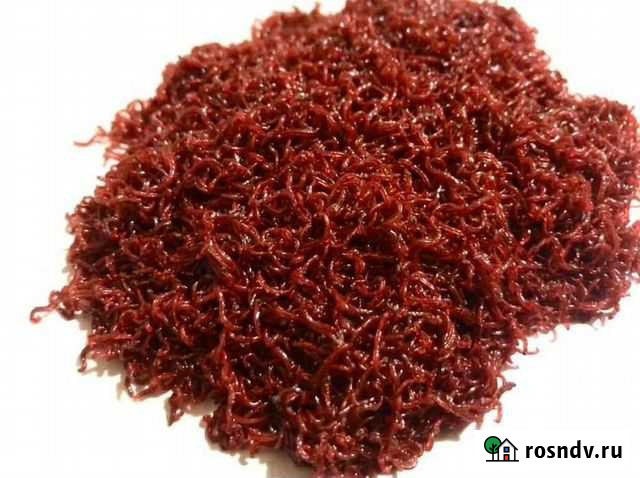 Мотыль Смоленск - изображение 1