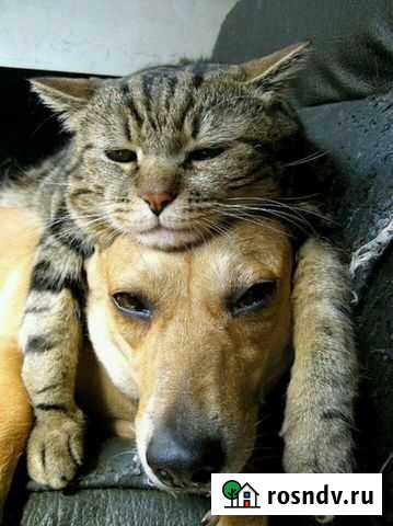 Передержка кошек, собак. Выгул собак Сургут - изображение 1