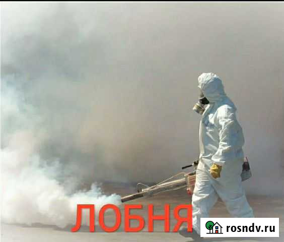 Уничтожение клопов, тараканов, клещей, насекомых Лобня - изображение 1