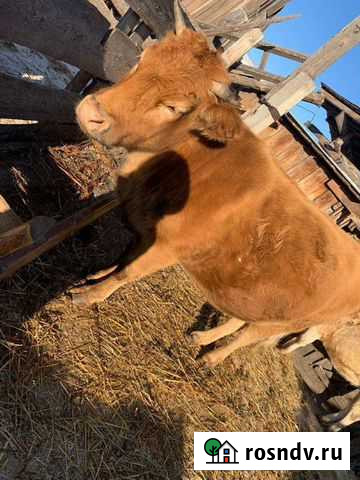 Коровы и телки Бохан - изображение 1