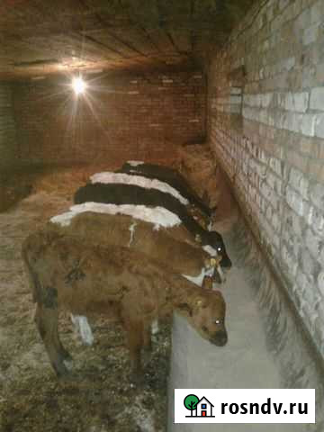 Телята Волгоград - изображение 1