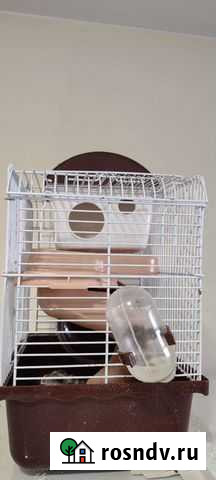 Хомячок джунгарик Свободный - изображение 1