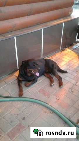Вязка ротвейлера Иваново - изображение 1