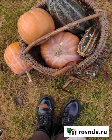 Тыква Волжский - изображение 1