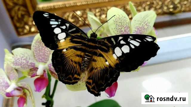 Живые бабочки Ростов-на-Дону - изображение 1