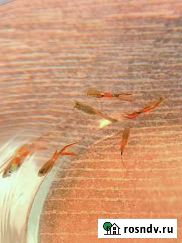 Аквариумные рыбки гуппи Химки - изображение 1