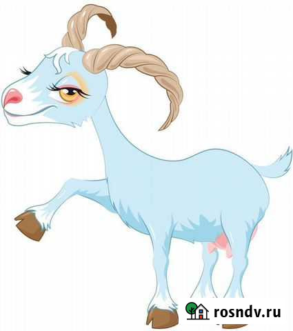 Продаются козочки Сатинка - изображение 1