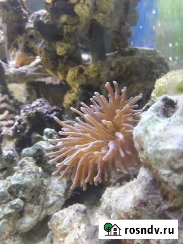 Актиния Псков - изображение 1