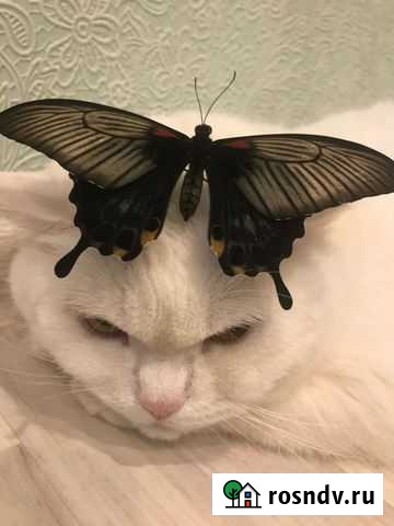 Тропические бабочки Санкт-Петербург - изображение 1