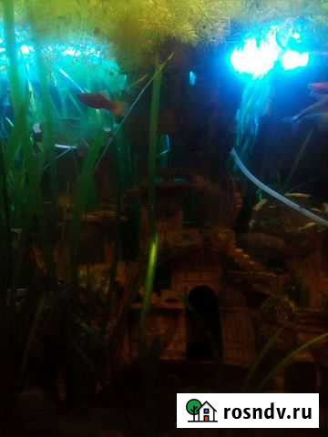 Аквариум Павлово - изображение 1