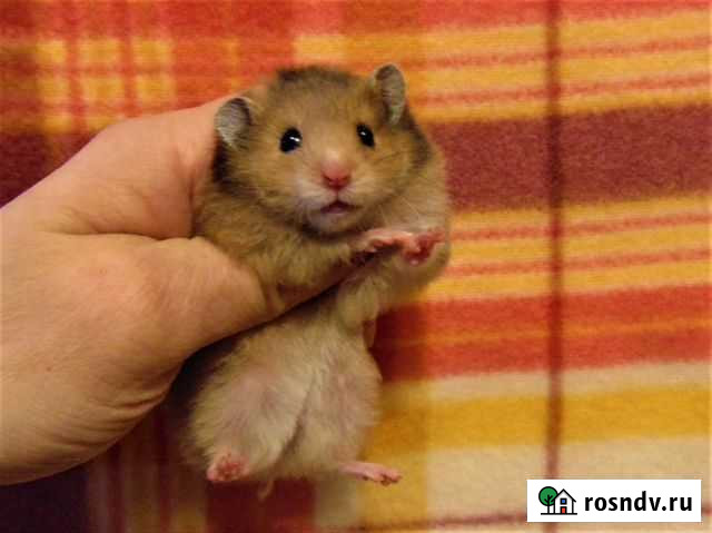 Сирийские, ангорские хомяки от заводчика, клетки Санкт-Петербург - изображение 1
